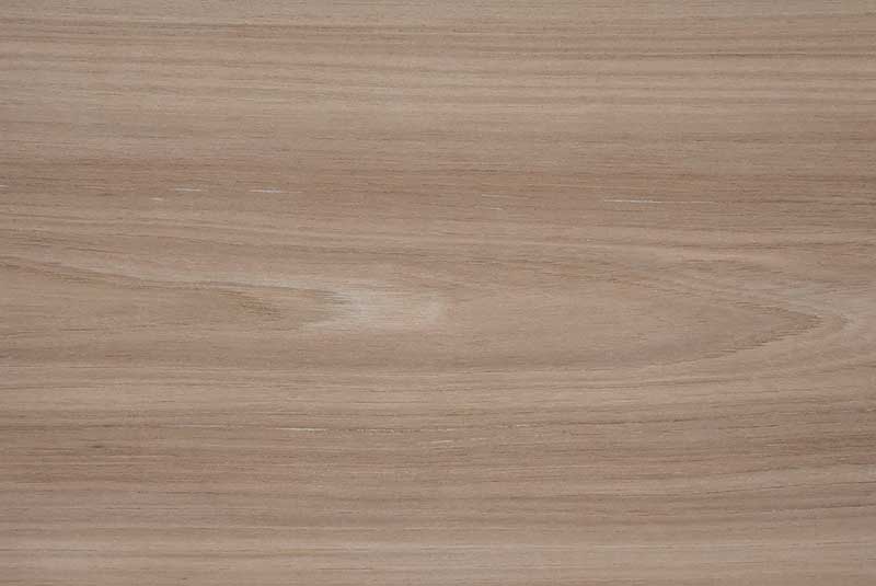 Grey Elm